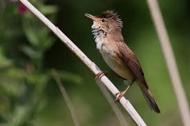 Attēlu rezultāti vaicājumam “Acrocephalus arundinaceus adult”