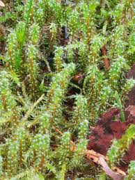 Attēlu rezultāti vaicājumam “Rhytidiadelphus subpinnatus”