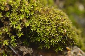 Attēlu rezultāti vaicājumam “Gymnostomum aeruginosum”