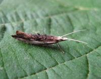 Attēlu rezultāti vaicājumam “Ypsolopha scabrella”