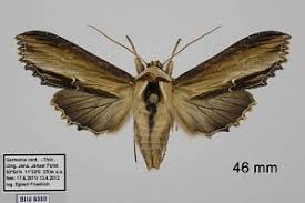 Attēlu rezultāti vaicājumam “Cucullia verbasci”