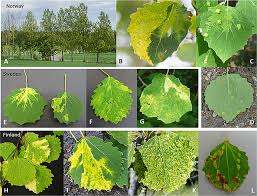 Attēlu rezultāti vaicājumam “Populus tremula leaf”