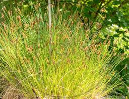Attēlu rezultāti vaicājumam “Carex appropinquata fruit”