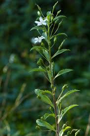 Attēlu rezultāti vaicājumam “Scrophulariaceae”