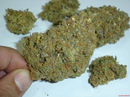 Resultado de imagen para la marihuana channel