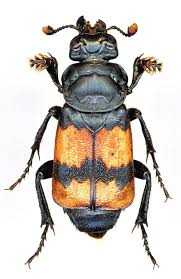 Attēlu rezultāti vaicājumam “Nicrophorus investigator imago”