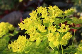 Attēlu rezultāti vaicājumam “Euphorbia palustris leaf”