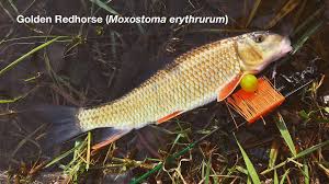 Image result for Moxostoma erythrurum