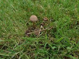 Attēlu rezultāti vaicājumam “Phleogena faginea young”