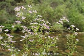 Image result for Aster lanceolatus