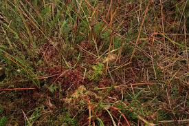 Attēlu rezultāti vaicājumam “Sphagnum rubellum”