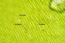 Attēlu rezultāti vaicājumam “Fontinalis antipyretica subsp. gracilis”