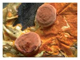 Attēlu rezultāti vaicājumam “Antrodia”