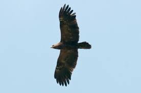 Attēlu rezultāti vaicājumam “Aquila pomarina adult”