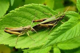 Attēlu rezultāti vaicājumam “Omocestus viridulus”