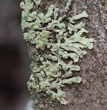 Attēlu rezultāti vaicājumam “Parmeliopsis ambigua”