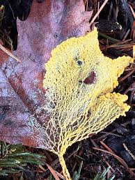 Attēlu rezultāti vaicājumam “Licea pusilla spores”