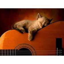 Image result for Cat sleeping in guitar