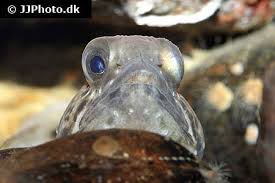 Image result for Anarhichas minor