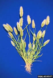 Attēlu rezultāti vaicājumam “Polypogon tentacularius male”