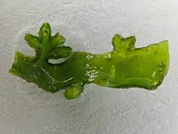 Attēlu rezultāti vaicājumam “Aneura pinguis”