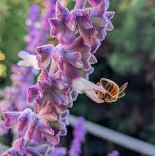 Attēlu rezultāti vaicājumam “Veronica filiformis flower”