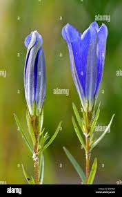 Attēlu rezultāti vaicājumam “Gentiana pneumonanthe flower”