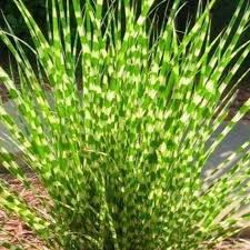 Image result for Miscanthus sinensis Zebrina