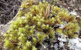 Attēlu rezultāti vaicājumam “Aulacomnium”