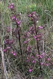 Attēlu rezultāti vaicājumam “Pedicularis palustris leaf”