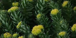 Attēlu rezultāti vaicājumam “Rhodiola rosea”