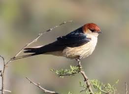 Attēlu rezultāti vaicājumam “Lycogala convexum sessile”