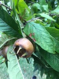 Attēlu rezultāti vaicājumam “Mespilus germanica fruit”