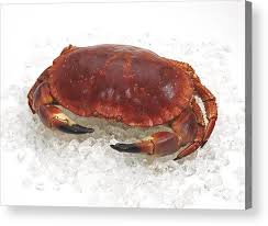 Image result for Cancer pagurus