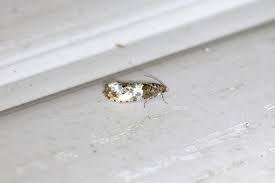 Attēlu rezultāti vaicājumam “Donacaula mucronella”