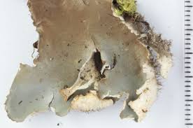 Attēlu rezultāti vaicājumam “Peltigera”