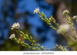 Attēlu rezultāti vaicājumam “Berteroa incana leaf”