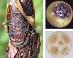 Attēlu rezultāti vaicājumam “Nectria sp., Neonectria sp.”