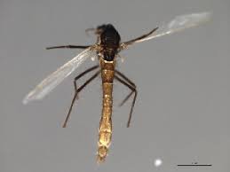 Attēlu rezultāti vaicājumam “Tanytarsus”