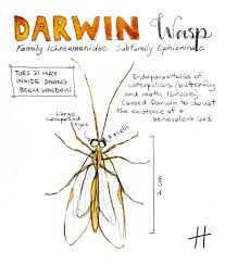 Attēlu rezultāti vaicājumam “Ichneumonidae”