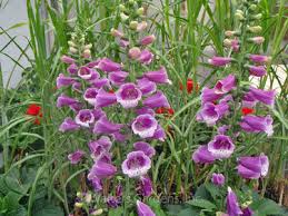 Attēlu rezultāti vaicājumam “Digitalis purpurea flower”