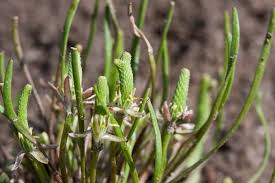 Attēlu rezultāti vaicājumam “Myosurus minimus flower”