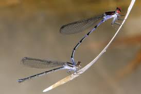 Attēlu rezultāti vaicājumam “Gomphidae”