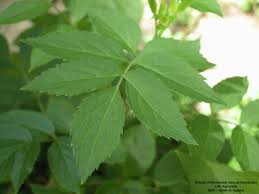 Attēlu rezultāti vaicājumam “Sambucus nigra leaf”