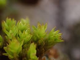 Attēlu rezultāti vaicājumam “Orthotrichum, Nyholmiella”