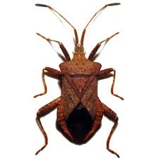 Attēlu rezultāti vaicājumam “Coreus marginatus”