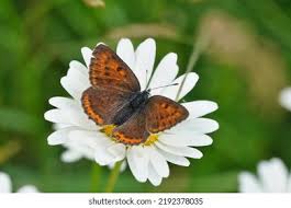Attēlu rezultāti vaicājumam “Lycaena hippothoe female”