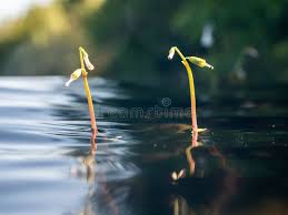 Attēlu rezultāti vaicājumam “Lobelia dortmanna flower”