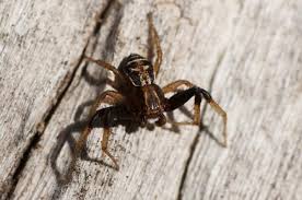 Attēlu rezultāti vaicājumam “Xysticus ulmi adult”