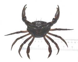 Image result for Carcinus maenas